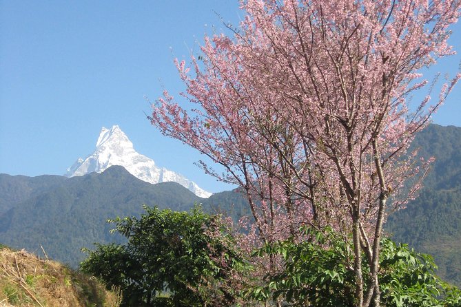 Private Multi Day Nepal Poon Hill Trekking Tour - Day 2: Pokhara to Tikhedhunga, A First Taste of Steep Footsteps