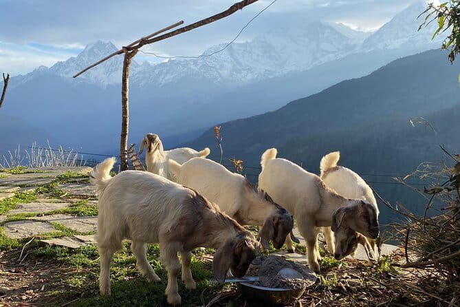 Private Tour Local Culture and The View of Mohare Danda - Key highlights worth knowing before you go