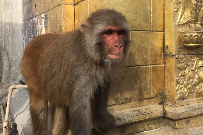 Privet Day Tours in Kathmandu Nepal - The actual visit: what you can expect at Boudhanath