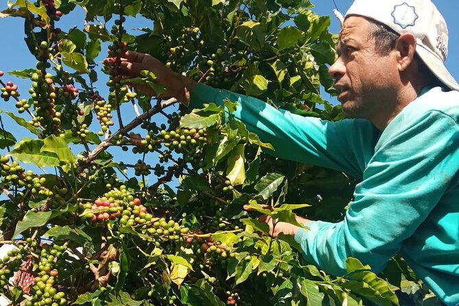 Sarangkot Village Coffee Culture and Authentic Local Life Tour - Sharing Seeds and the 30% More Model