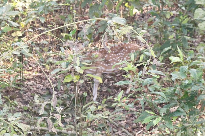 Spirit of Nepal - 10 Days Tour - Chitwan on Day 6 and 7: jungle lodge time, Tharu village tour, and stick dance