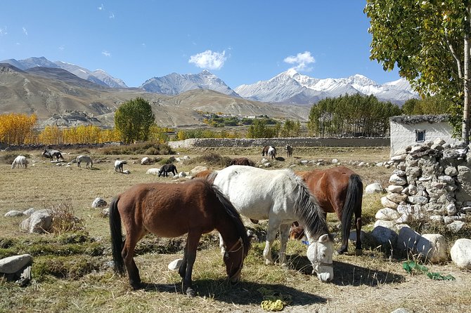 Upper Mustang Tiji Festival Trek 2024 - 18 Days - Day 1 to 3: Kathmandu, Then Pokhara With Enough Breathing Room